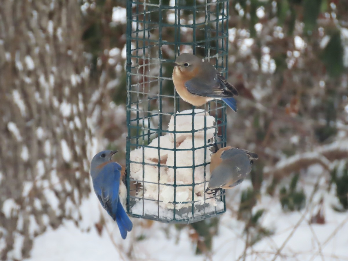 Блакитник східний - ML647662902