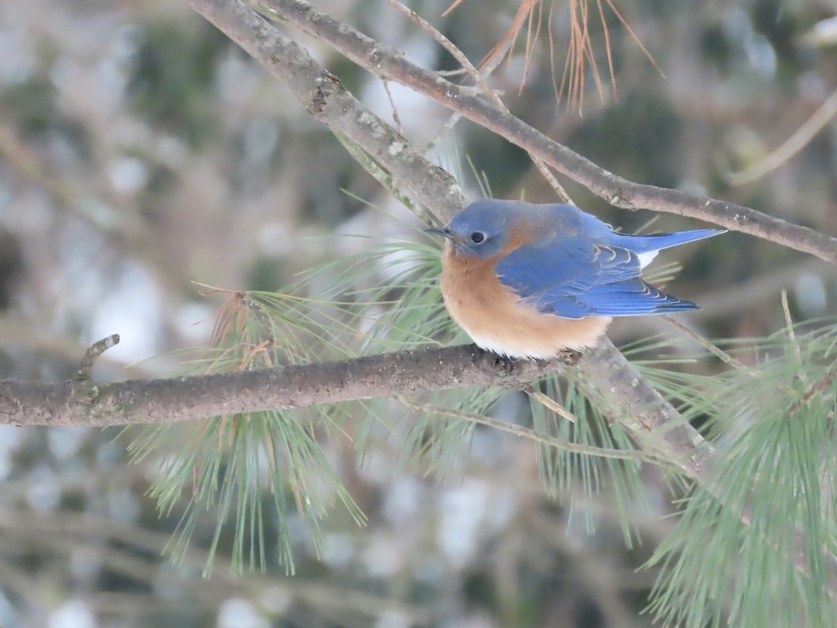 Блакитник східний - ML647662904