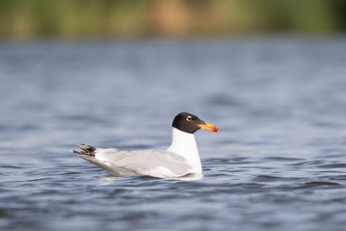 Мартин каспійський - ML647662906