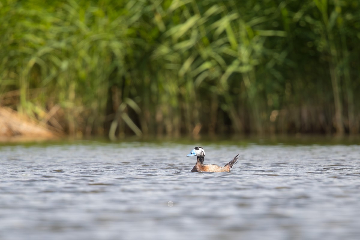 צחראש לבן - ML647662908