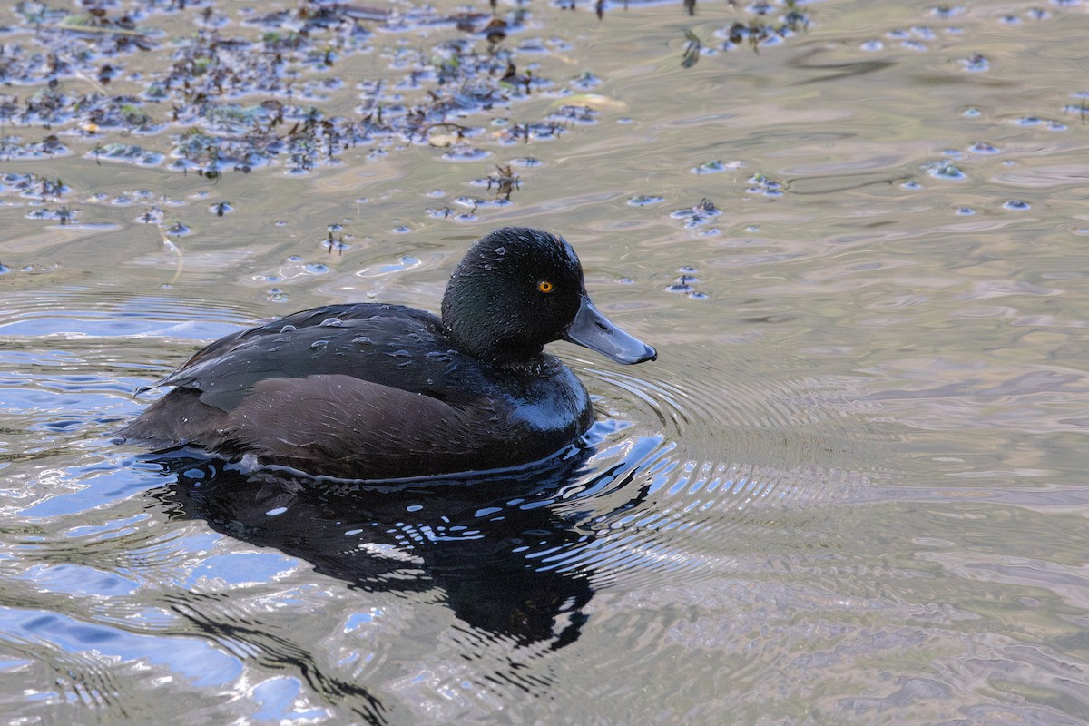Yeni Zelanda Patkası - ML647662915