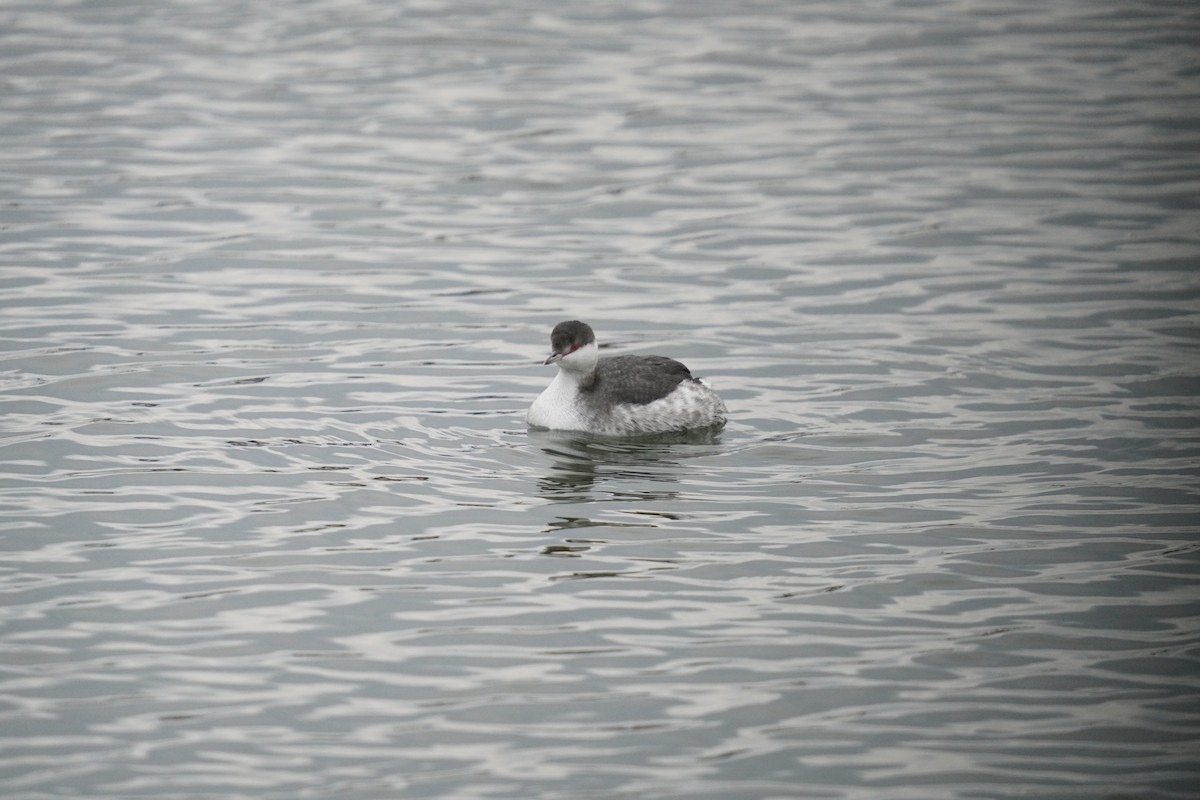 Красношейная поганка - ML647662923