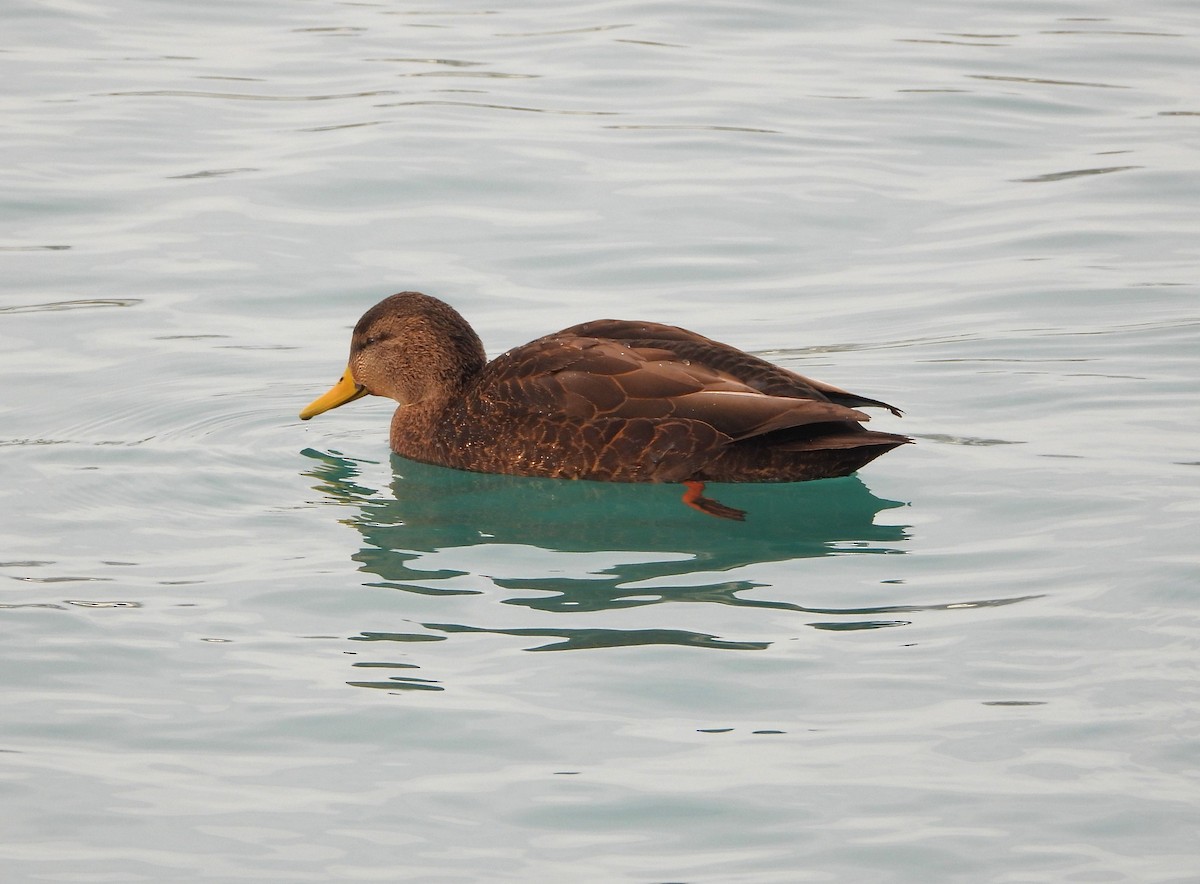 American Black Duck - ML647662927