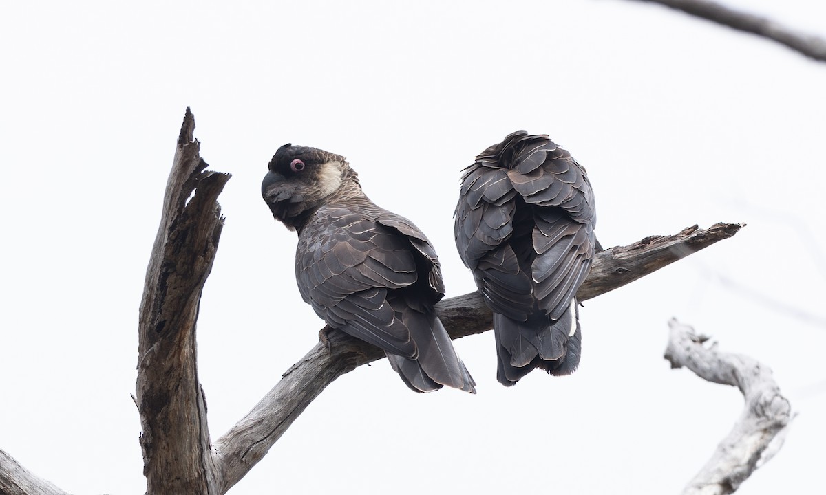 Baudin's Black-Cockatoo - ML647662929
