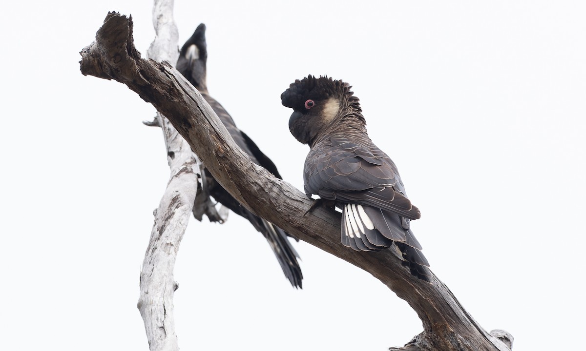 Baudin's Black-Cockatoo - ML647662930