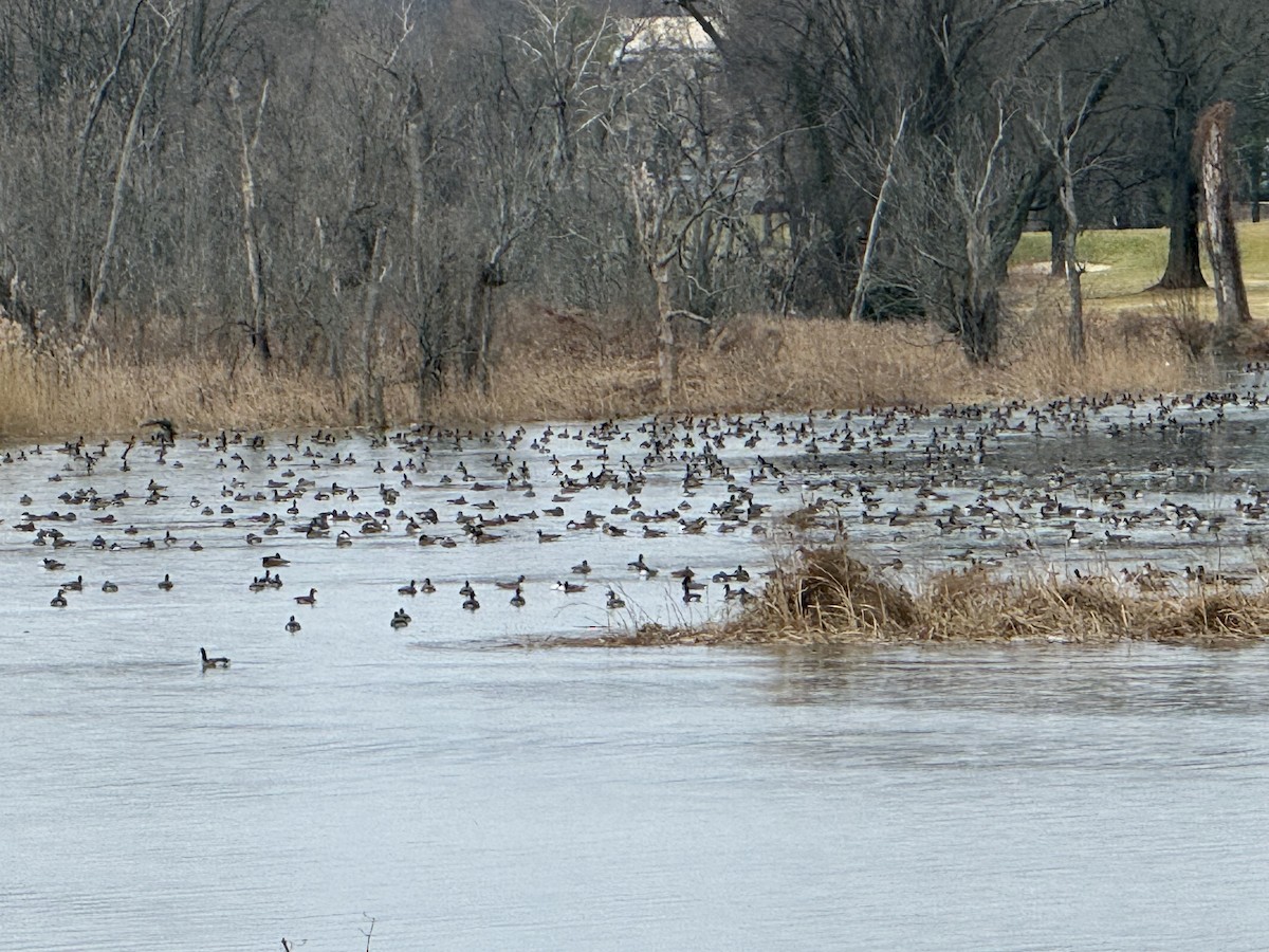 Canada Goose - ML647662940