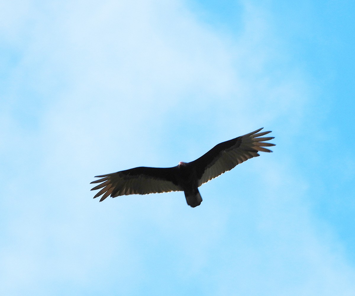 Turkey Vulture - ML647662989