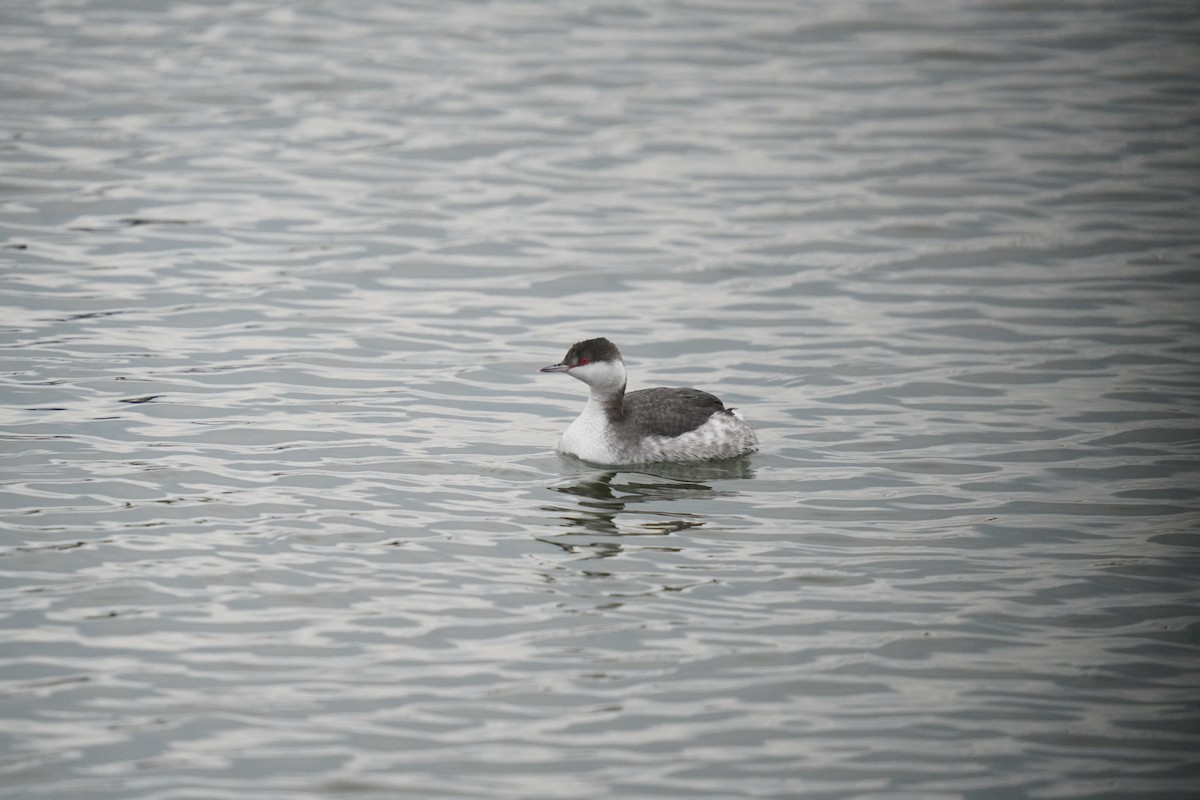 Красношейная поганка - ML647663006