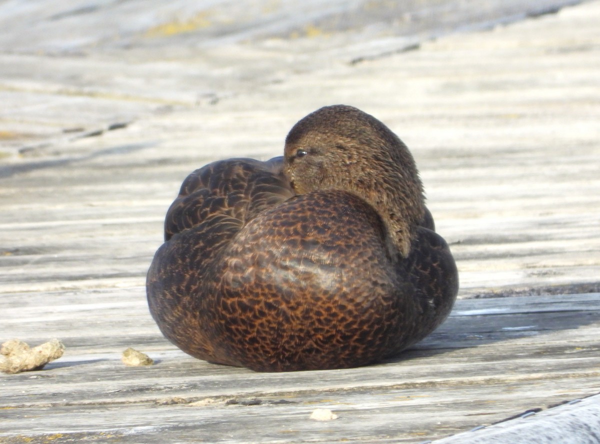 American Black Duck - ML647663021