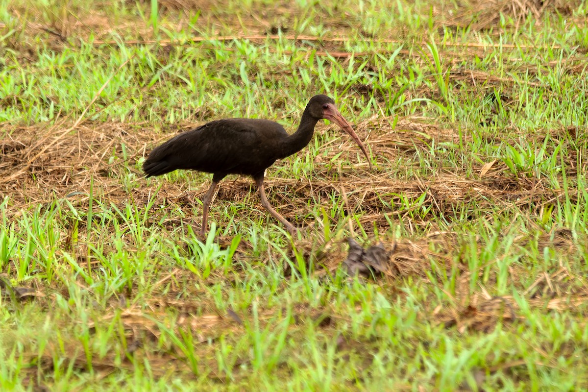 Ibis Afeitado - ML647663023