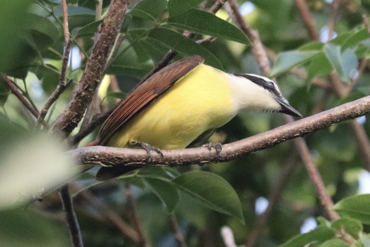 Great Kiskadee - ML647663025