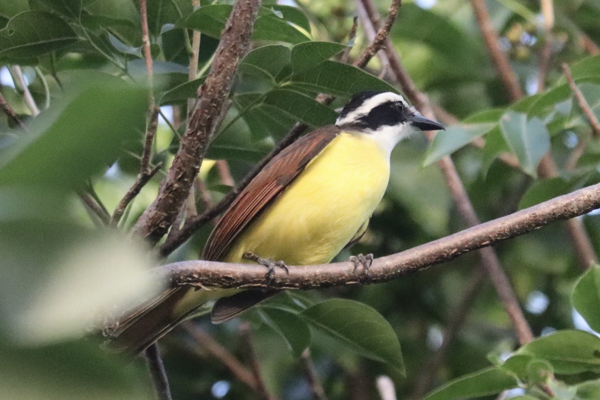 Great Kiskadee - ML647663026