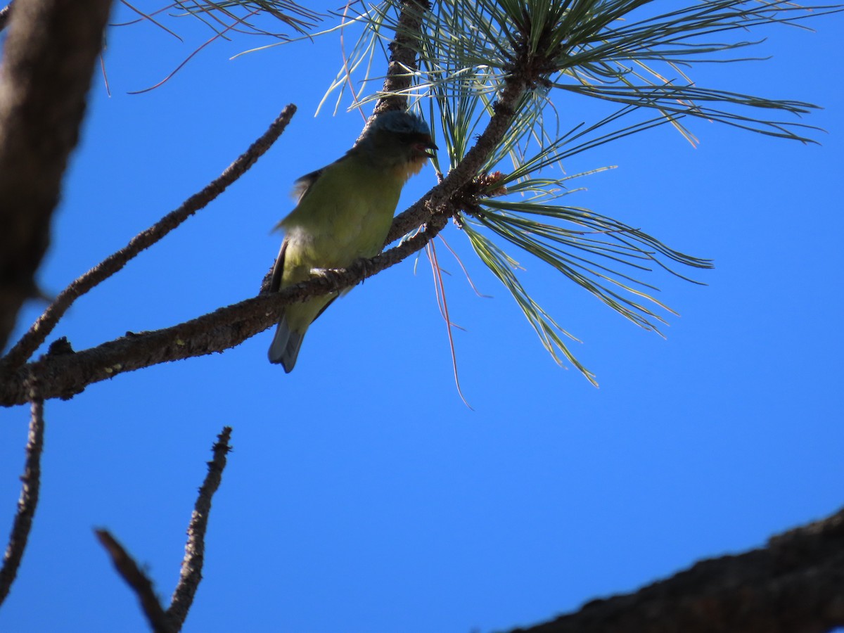 Elegant Euphonia - ML647663030