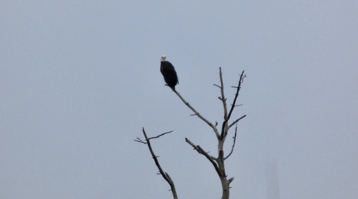 עיטם לבן-ראש - ML647663039