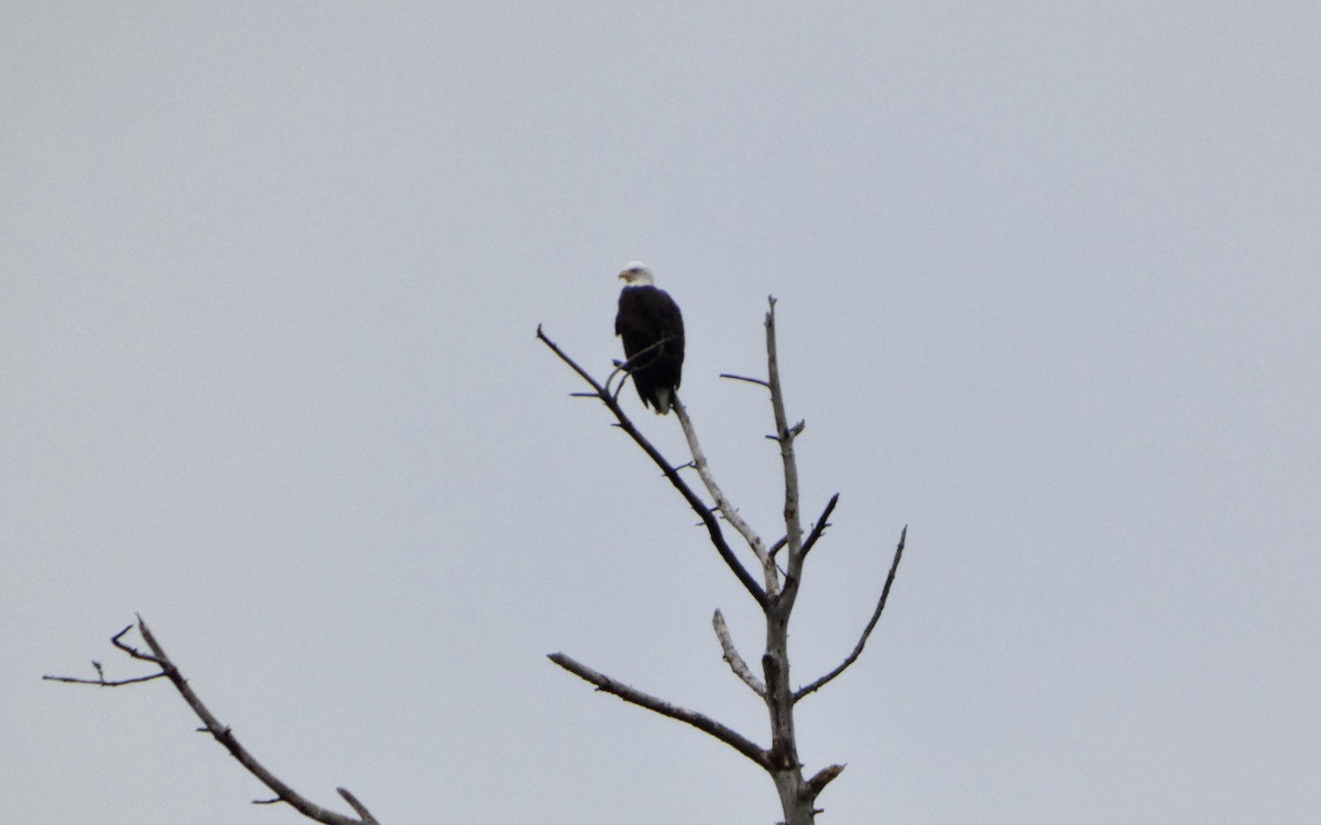 עיטם לבן-ראש - ML647663041