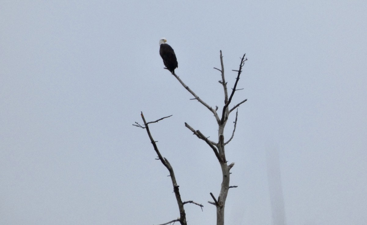 עיטם לבן-ראש - ML647663046