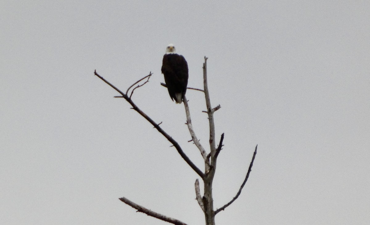 עיטם לבן-ראש - ML647663048