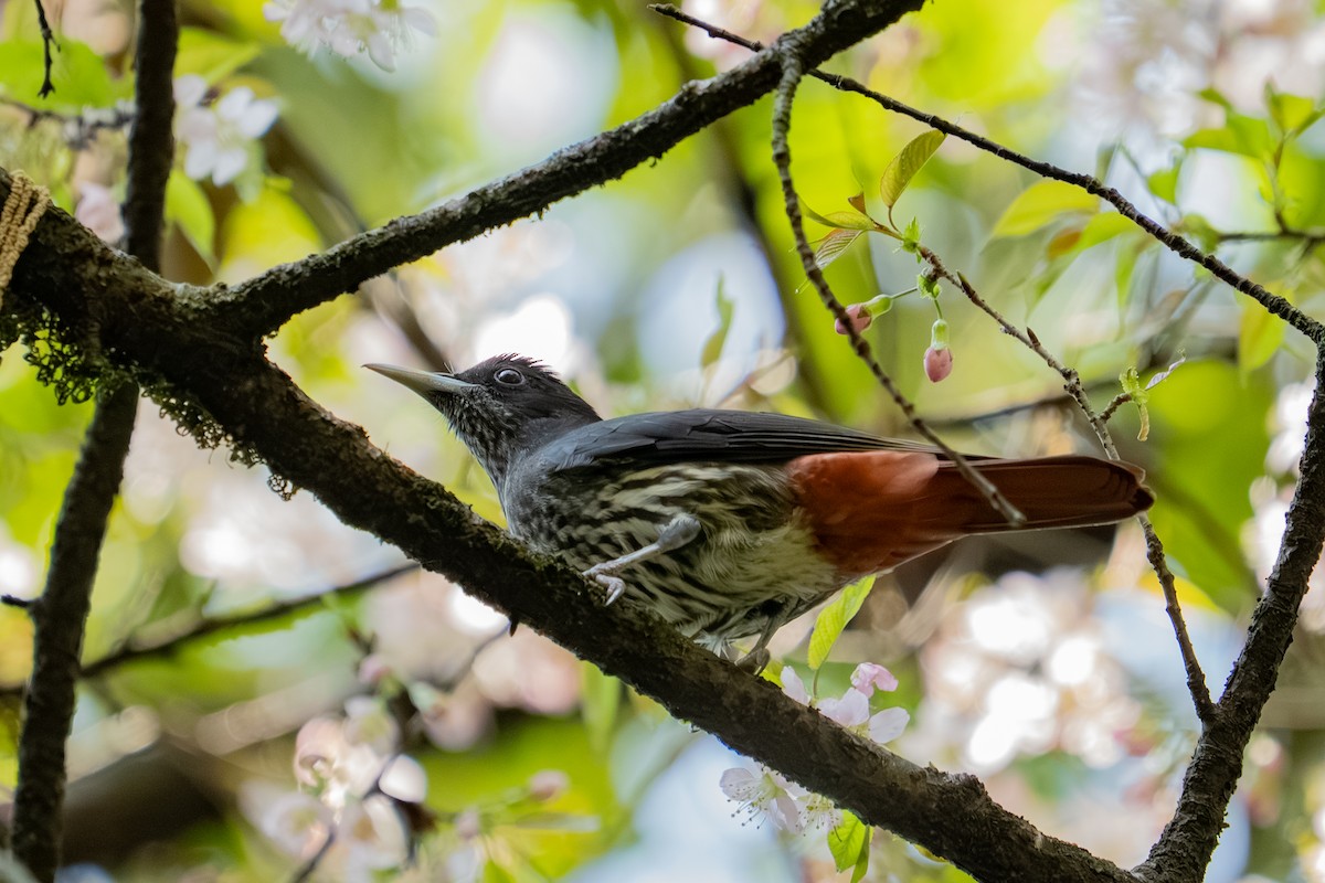 Maroon Oriole - ML647663067