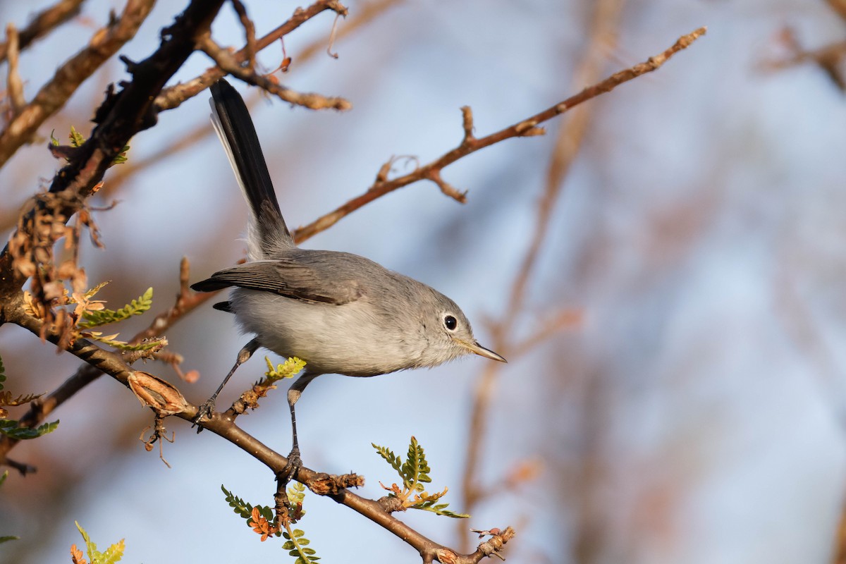 Blue-gray Gnatcatcher - ML647663082