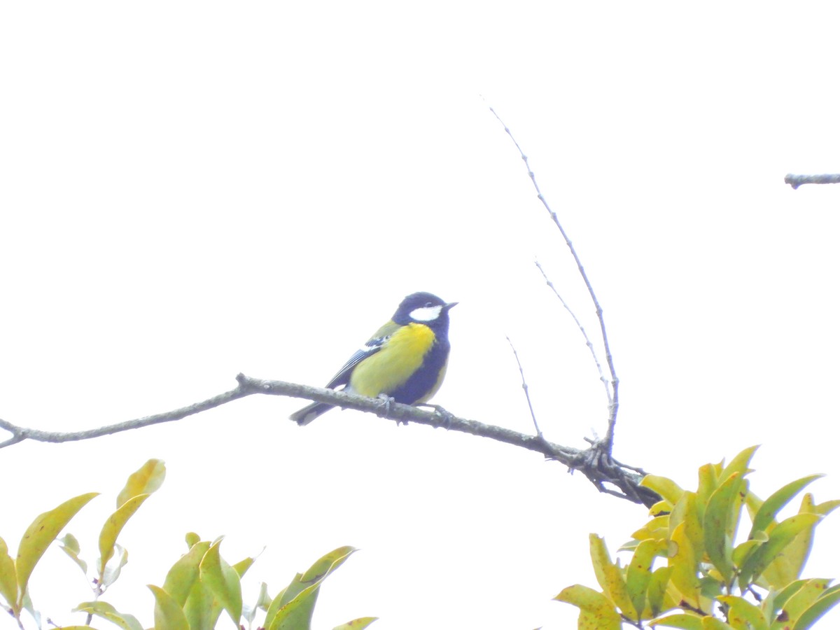 Bergkohlmeise - ML647663084