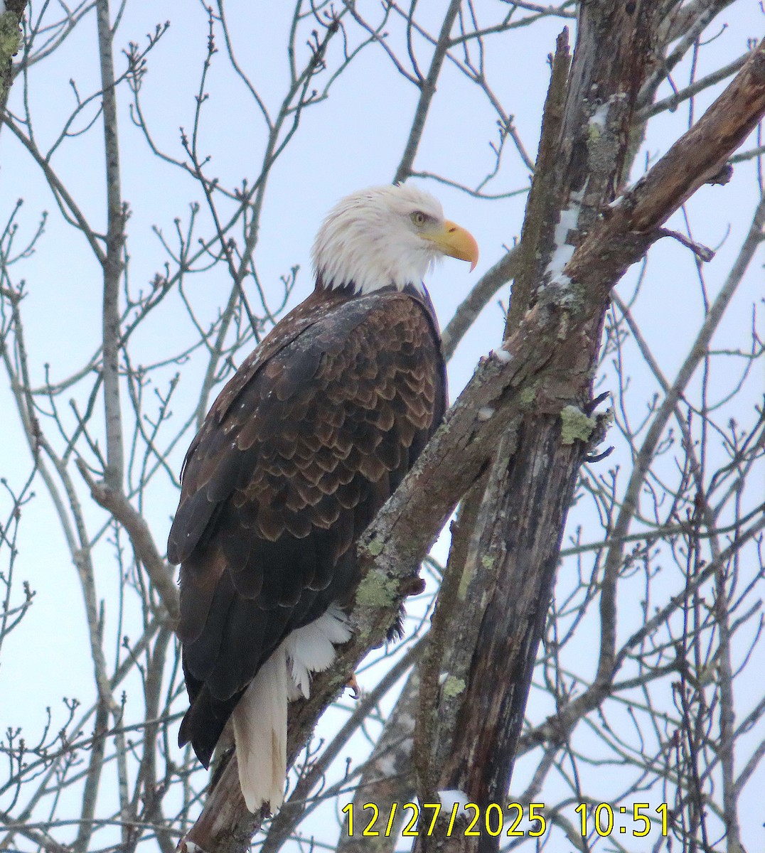 עיטם לבן-ראש - ML647663089