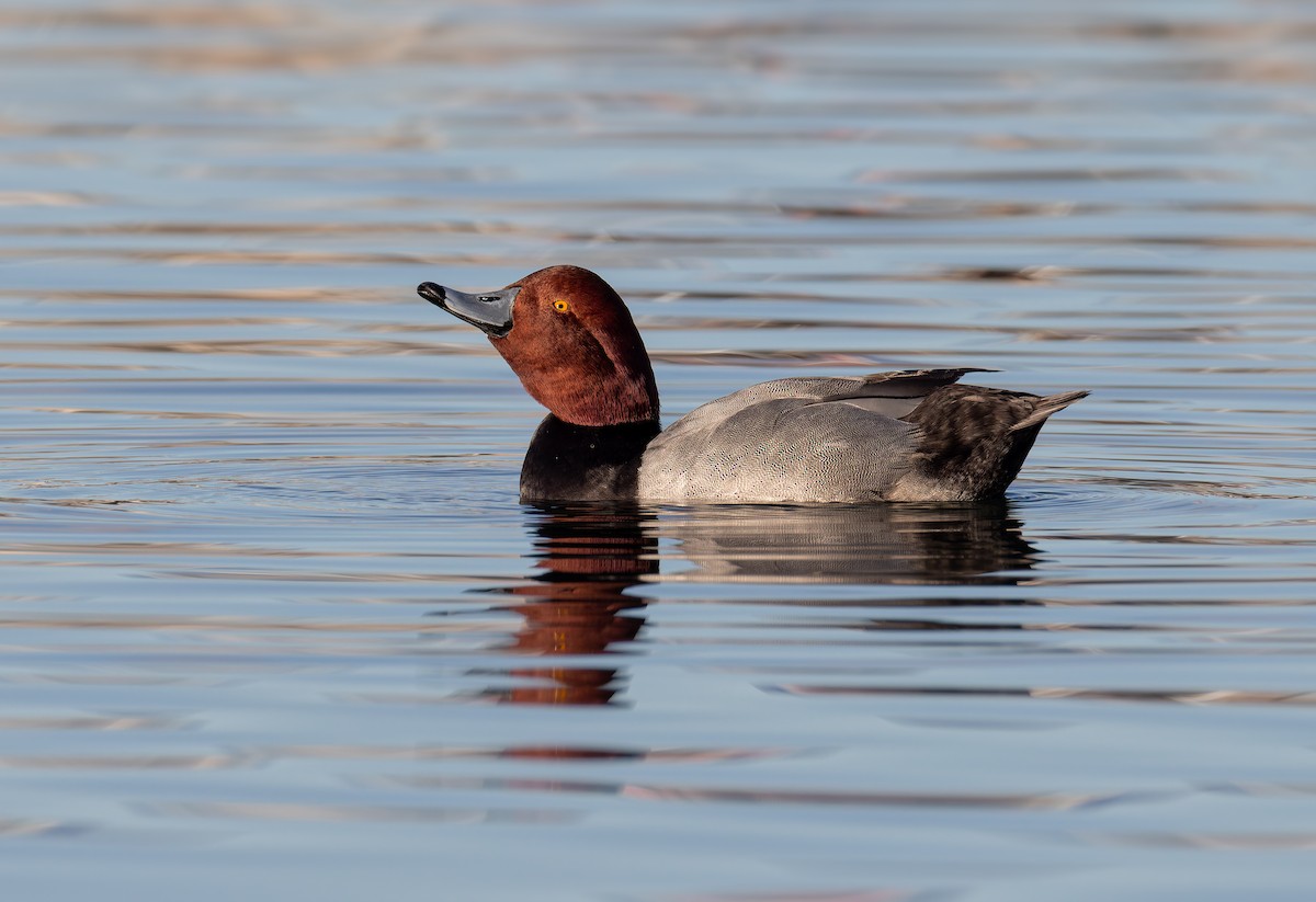 Redhead - ML647663097