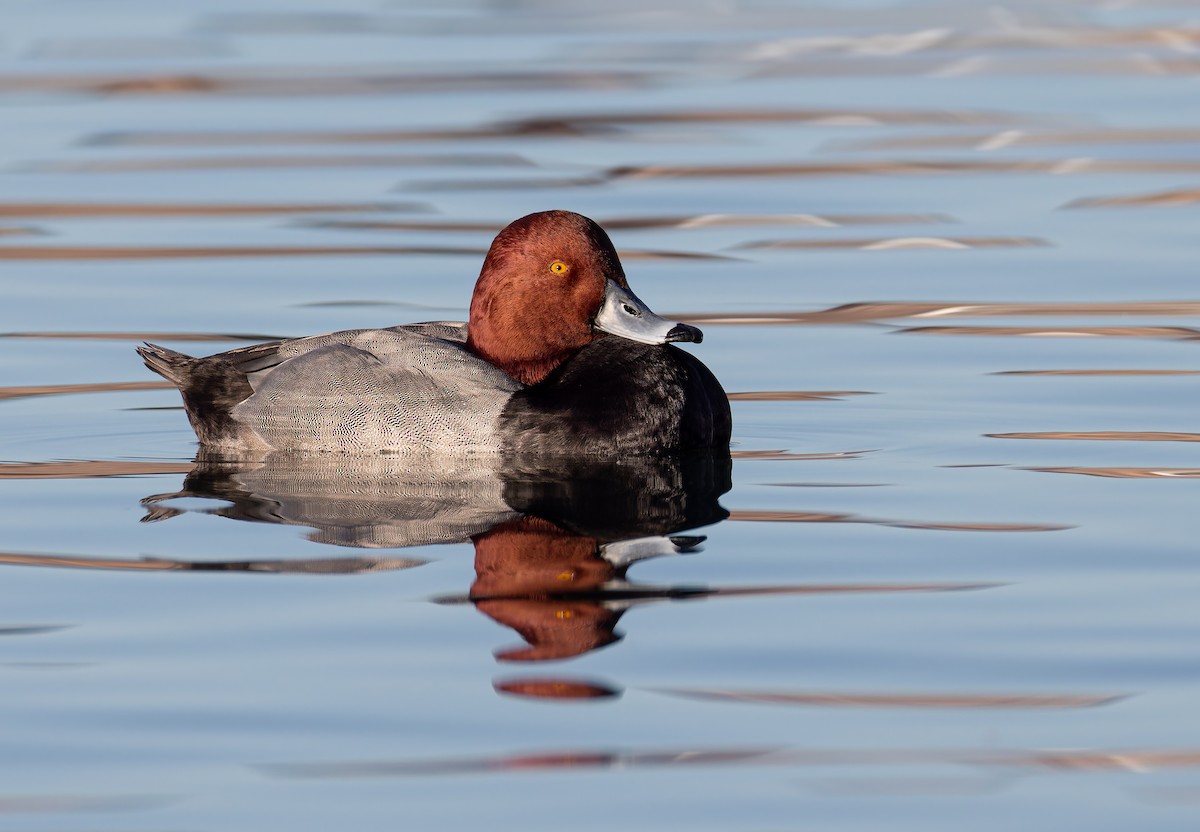 Redhead - ML647663098