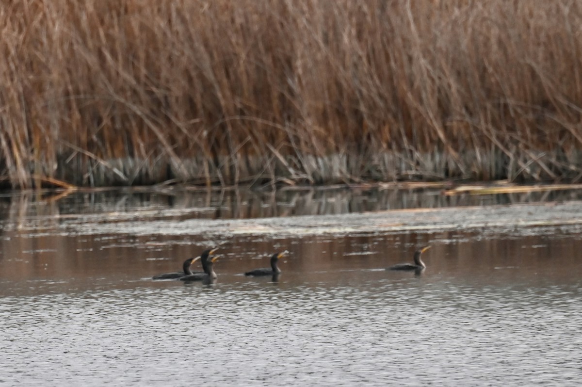 Cormorán Orejudo - ML647663099