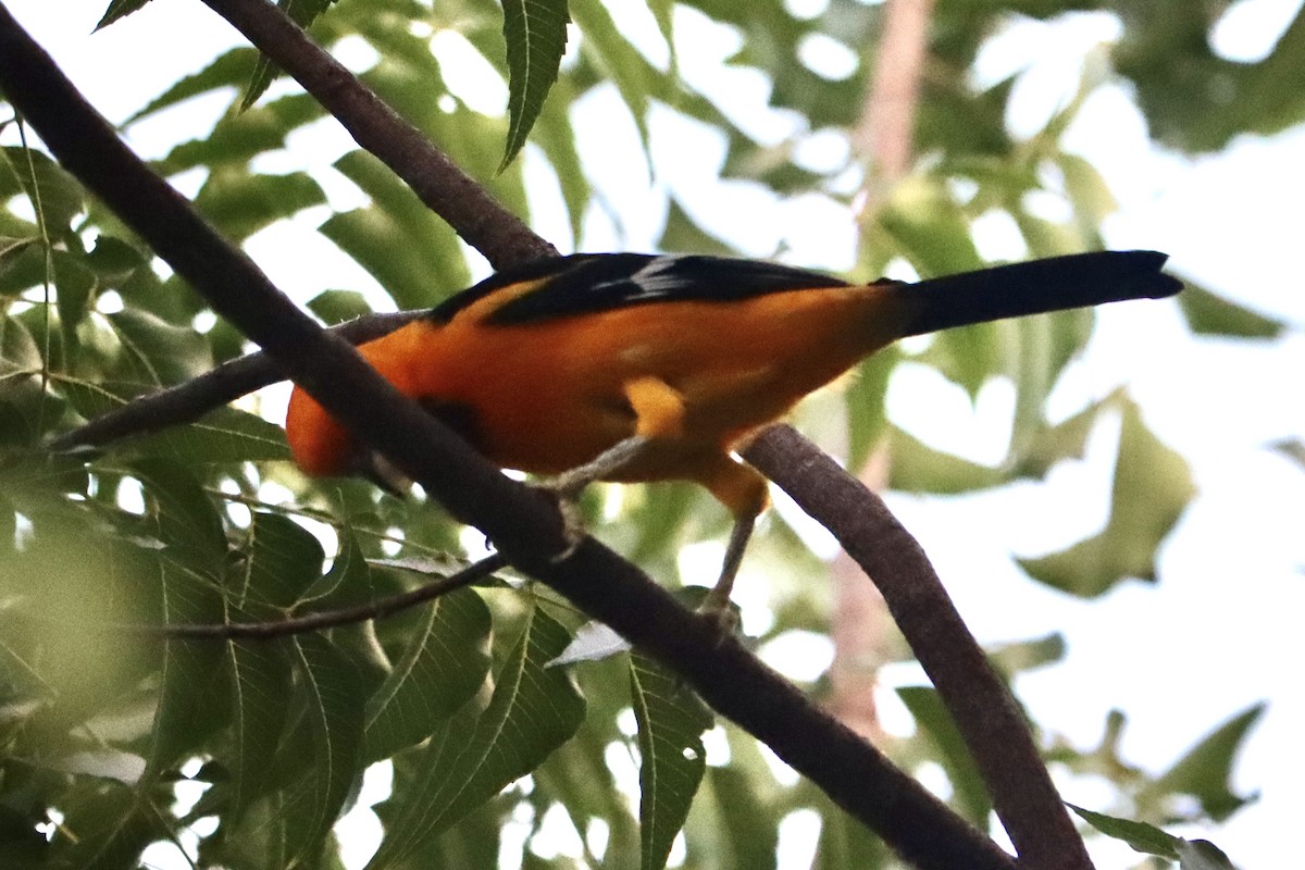 Altamira Oriole - ML647663120