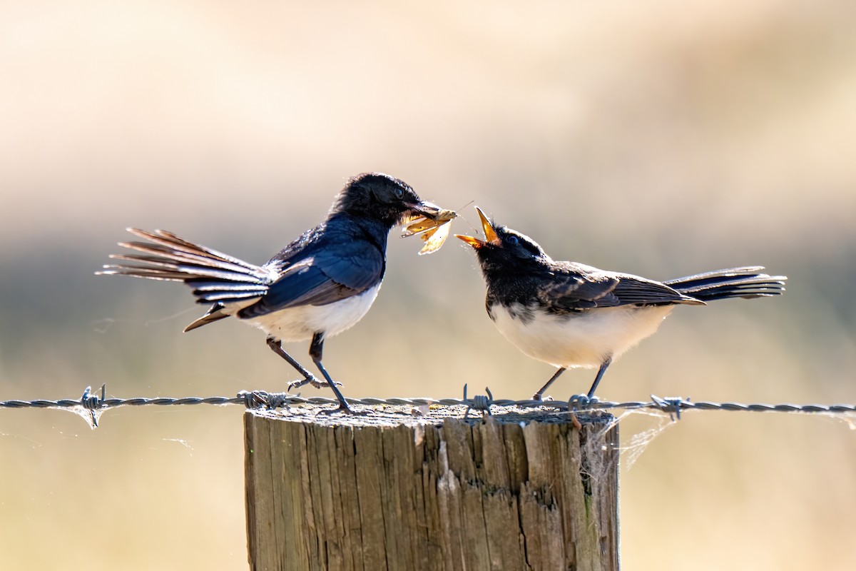 Willie-wagtail - ML647663144