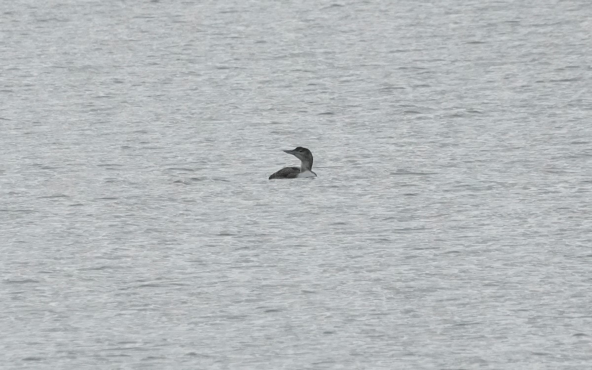 白嘴潛鳥 - ML647663167