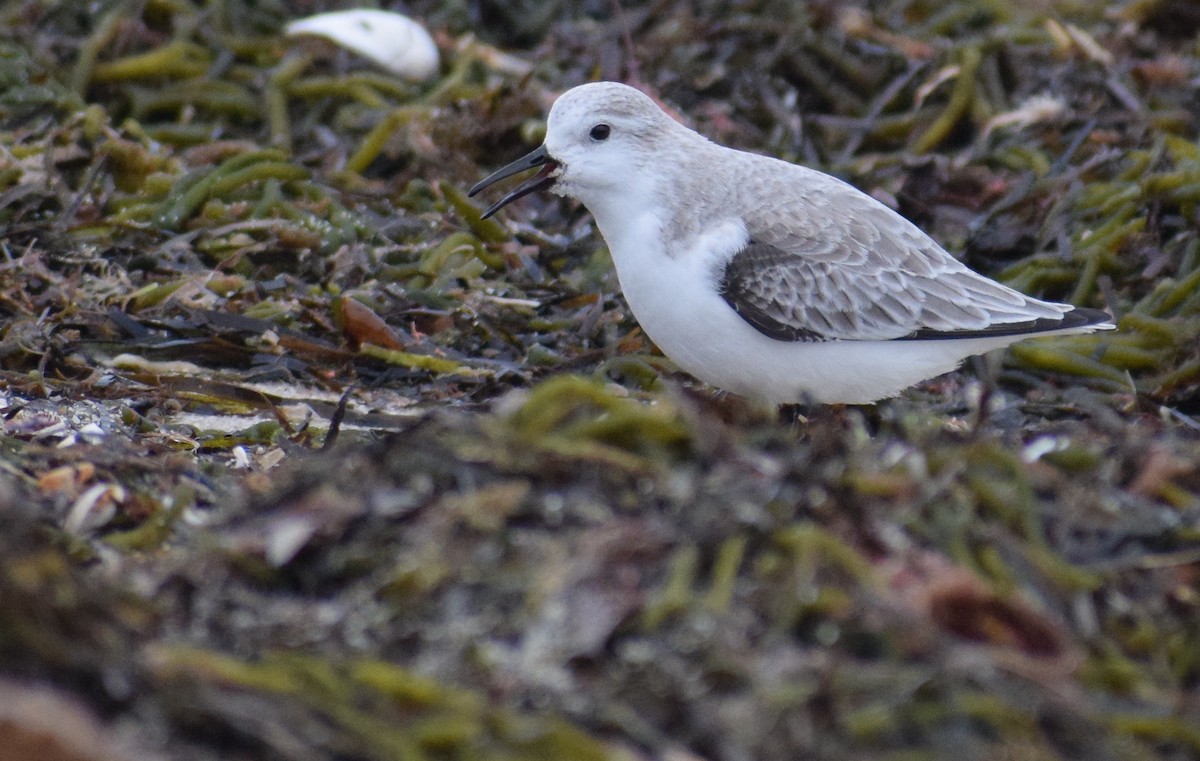 Txirri zuria - ML647663190