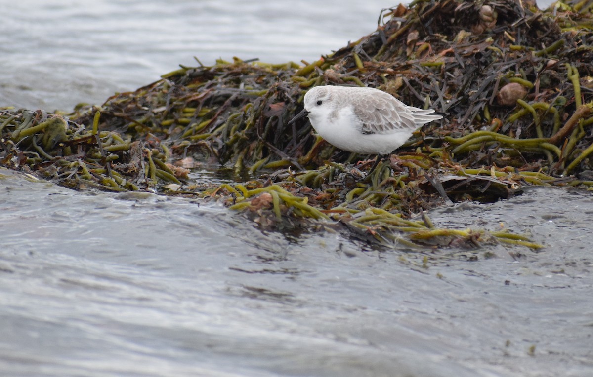 Txirri zuria - ML647663191