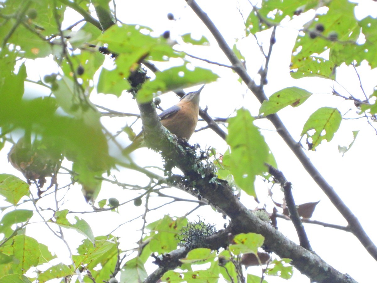 Eurasian Nuthatch (Chinese) - ML647663192