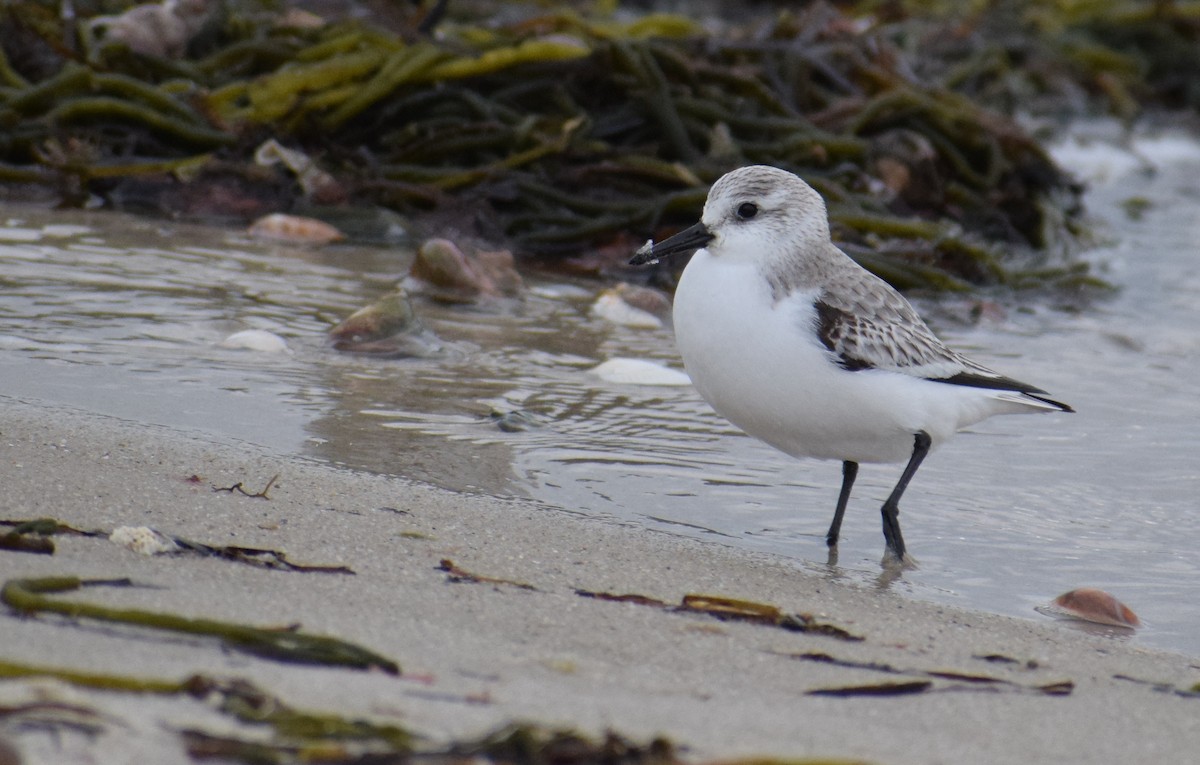 Txirri zuria - ML647663196