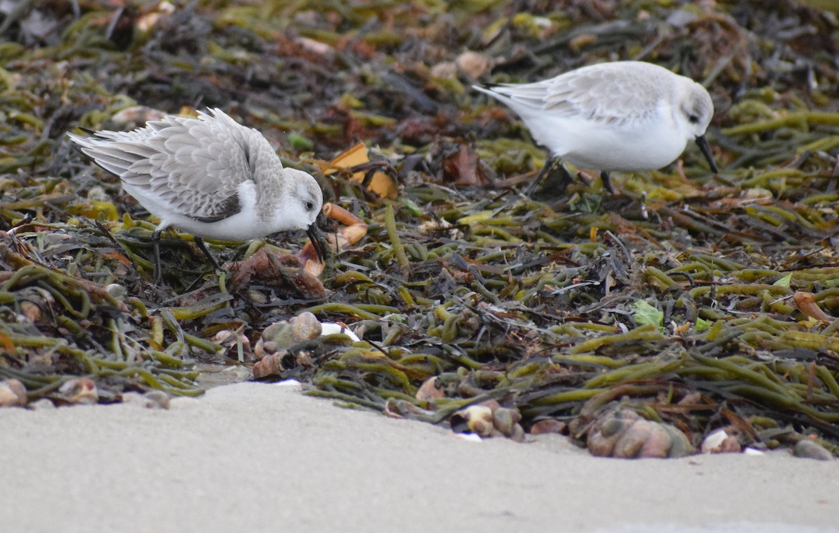 Txirri zuria - ML647663198