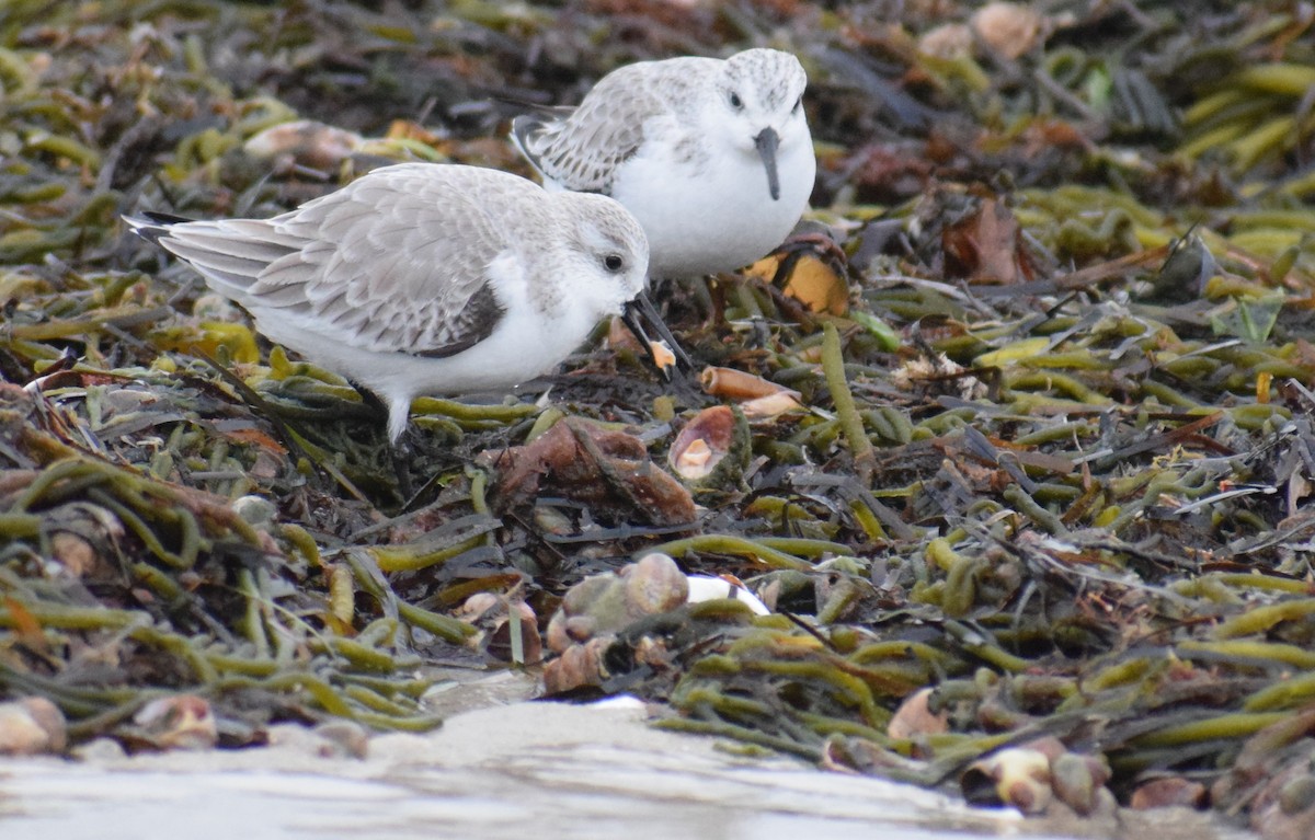 Txirri zuria - ML647663200