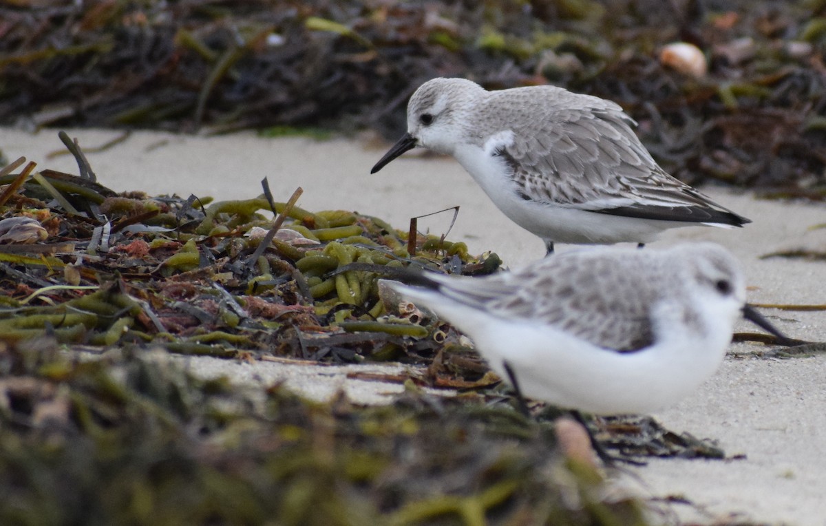 Txirri zuria - ML647663204