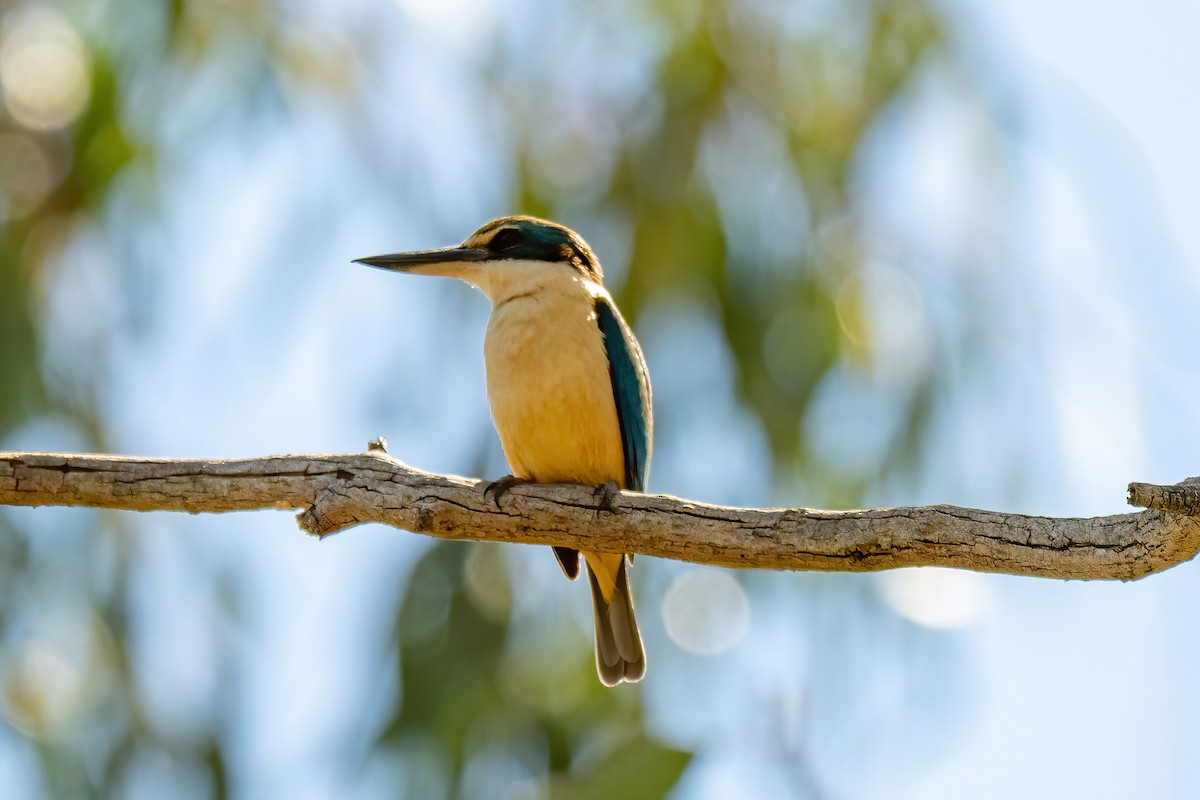 ledňáček posvátný - ML647663206