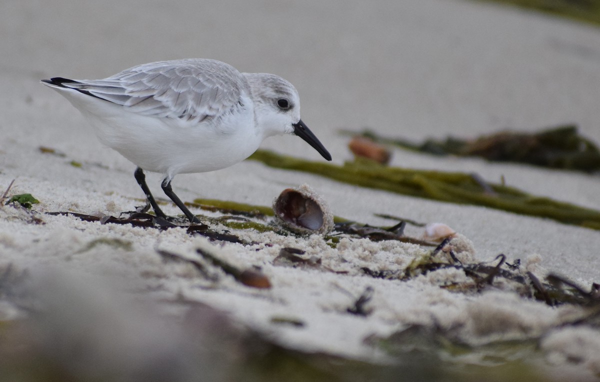 Txirri zuria - ML647663208