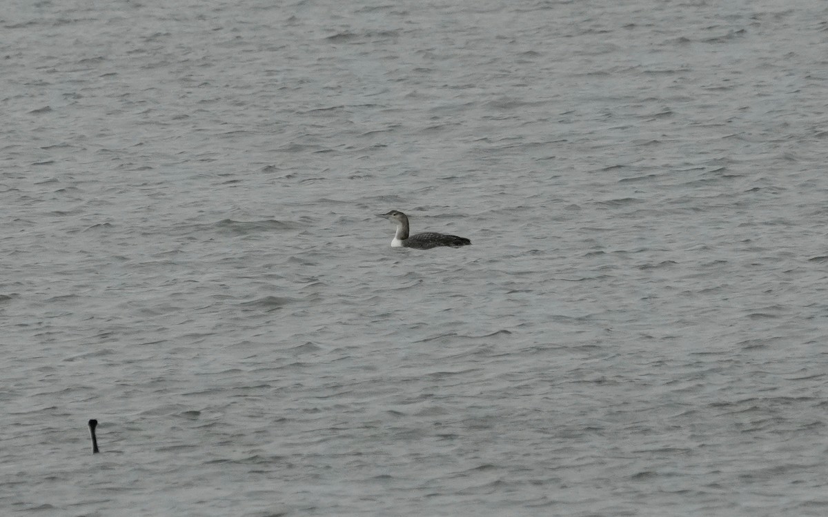 白嘴潛鳥 - ML647663209