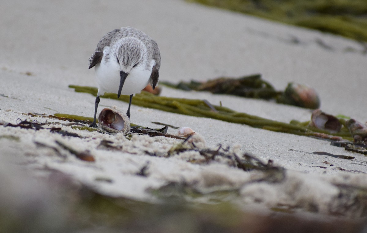 Txirri zuria - ML647663211