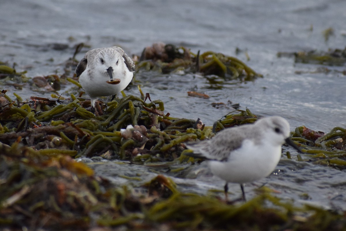 Txirri zuria - ML647663213