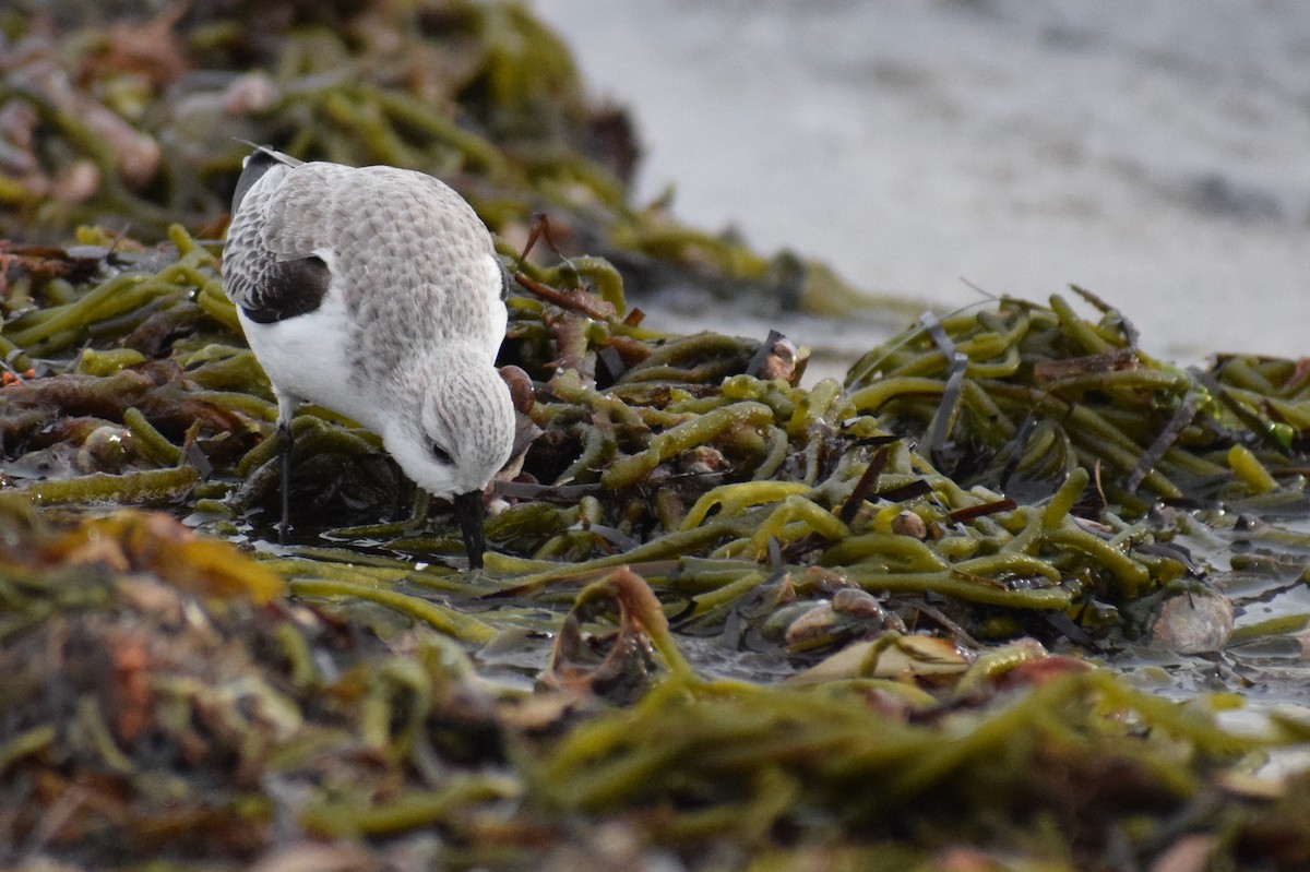 Txirri zuria - ML647663216