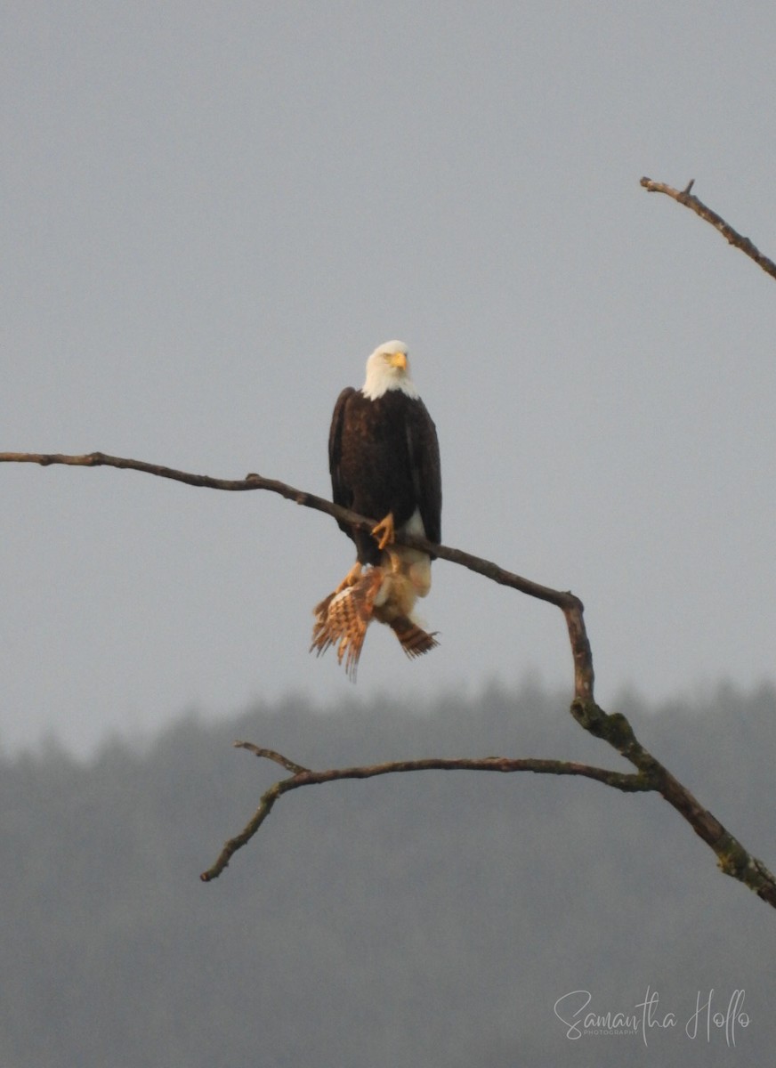 עיטם לבן-ראש - ML647663217