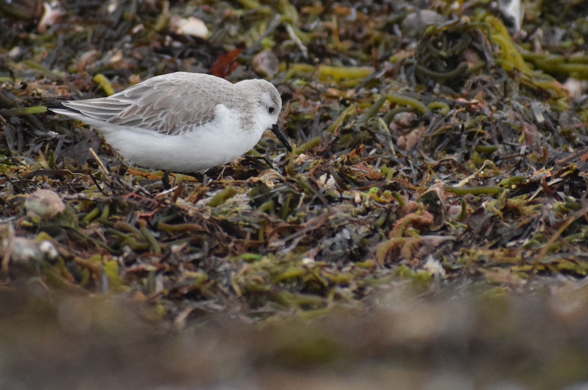 Txirri zuria - ML647663218