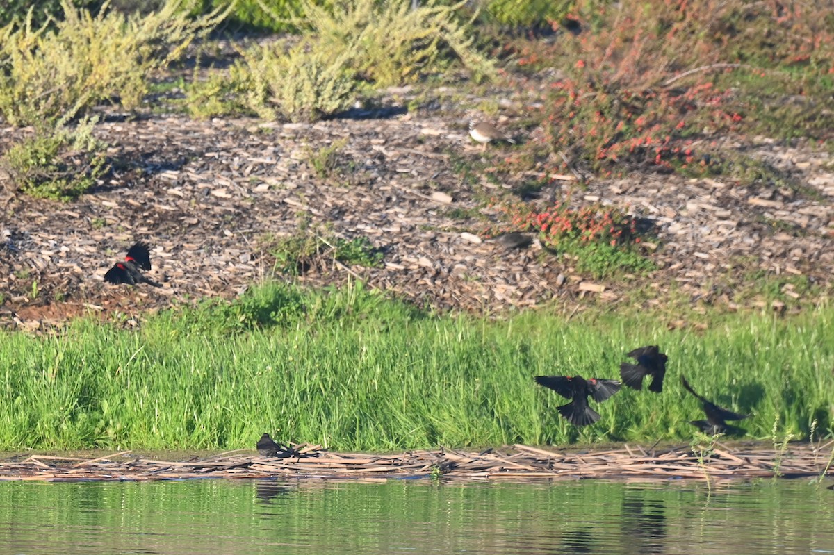 Red-winged Blackbird (California Bicolored) - ML647663219