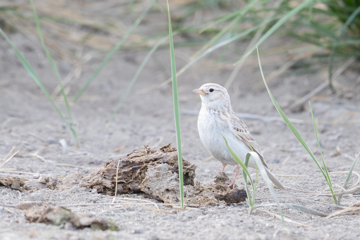 עפרונן אסייתי - ML647663225