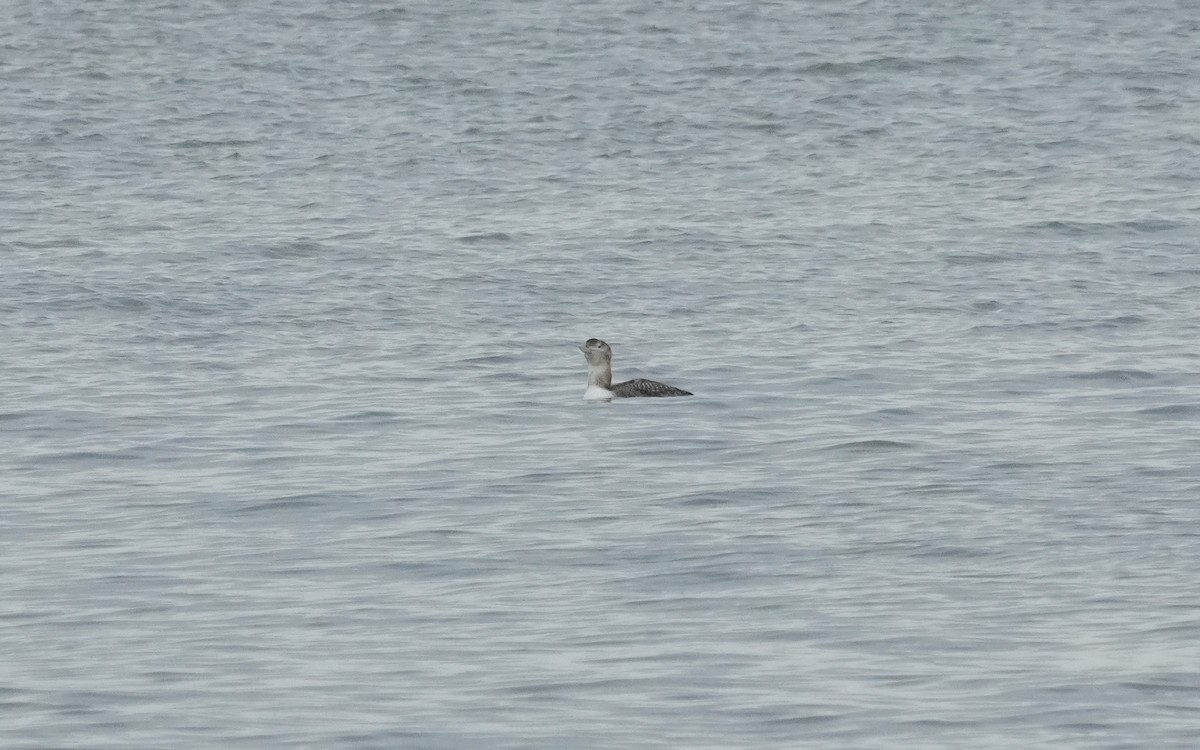 白嘴潛鳥 - ML647663226