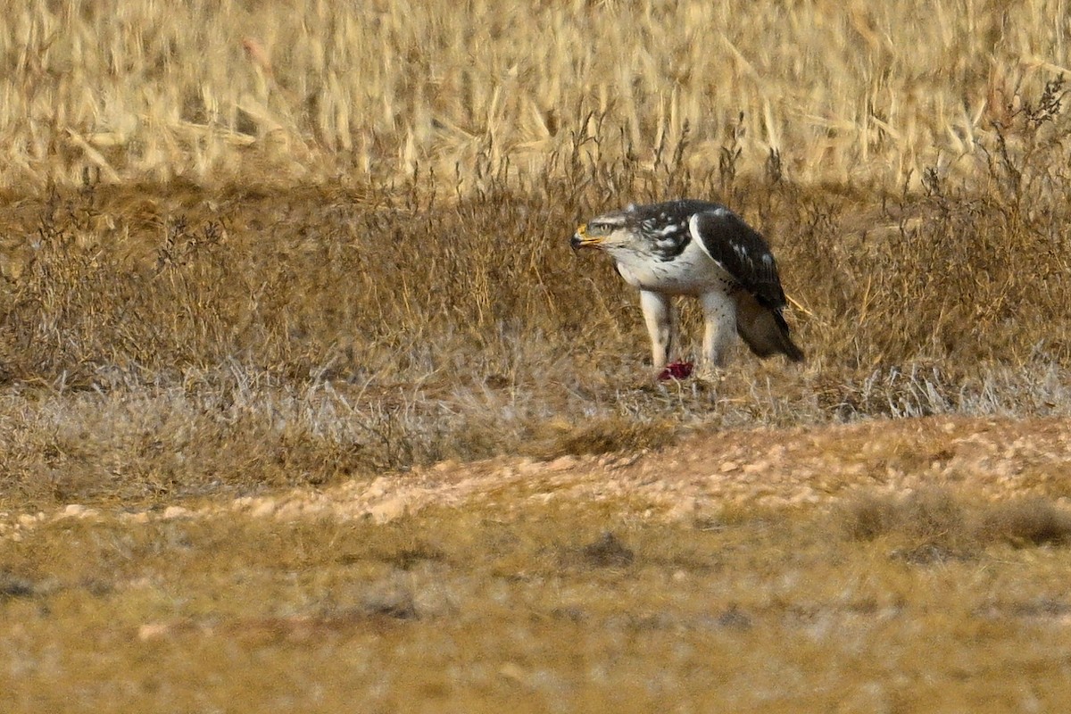 Ferruginous Hawk - ML647663227